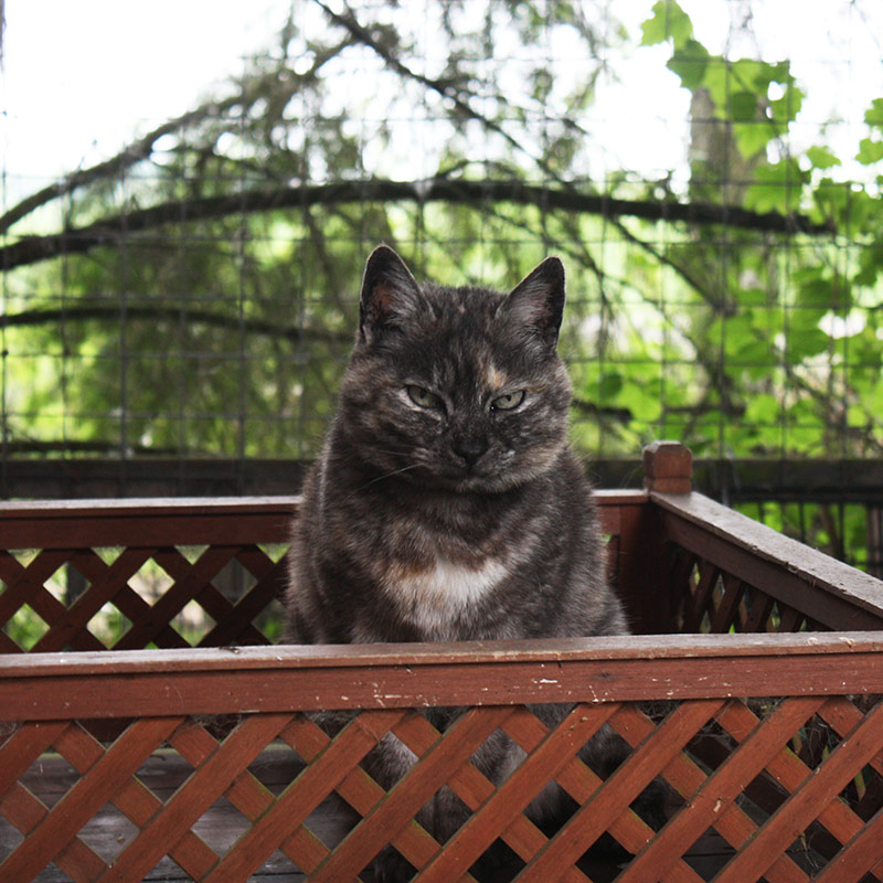 Pension für Katzen